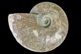 6" Silver Iridescent Ammonite (Cleoniceras) Fossil - Madagascar - #159395-1